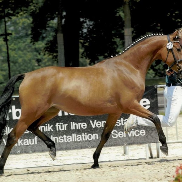 Morgernsterns Celestine