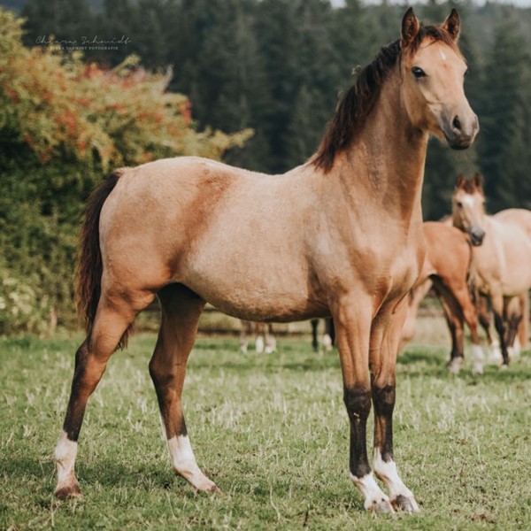 Morgensterns Donnerwetter