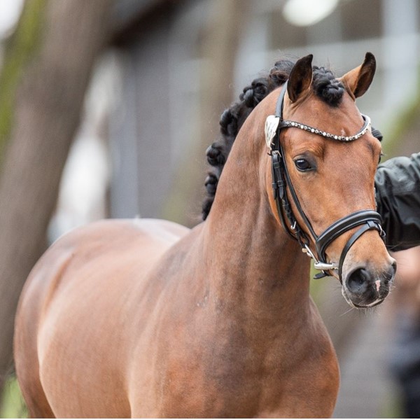 Morgensterns Canossa