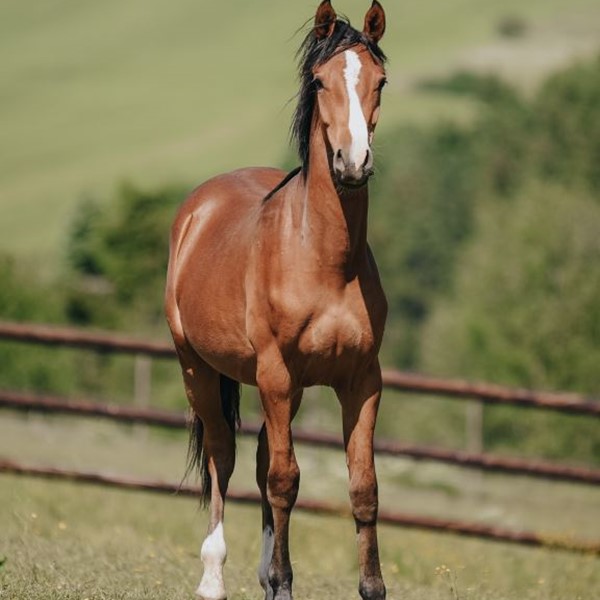 Morgensterns Dionysos