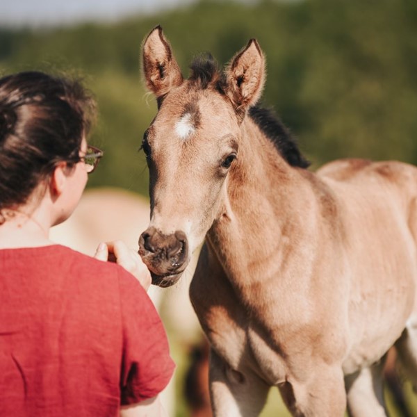 Morgensterns Charlie Chapo