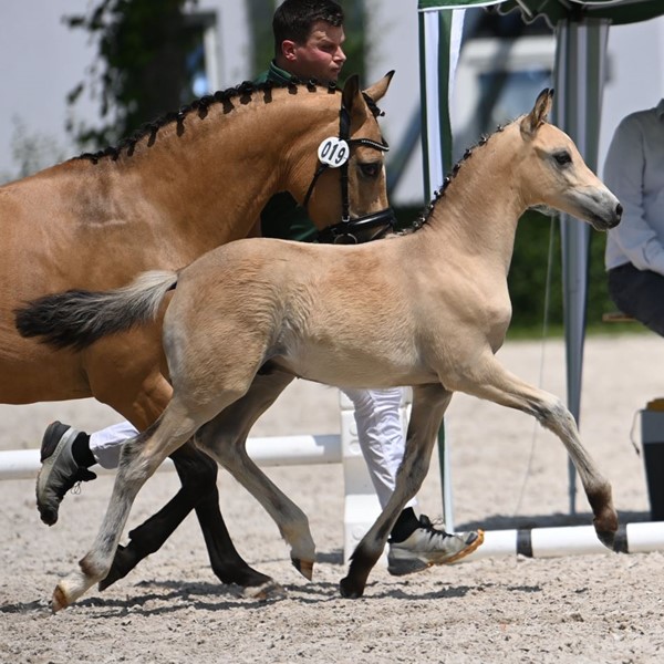 Morgensterns Grimaldi